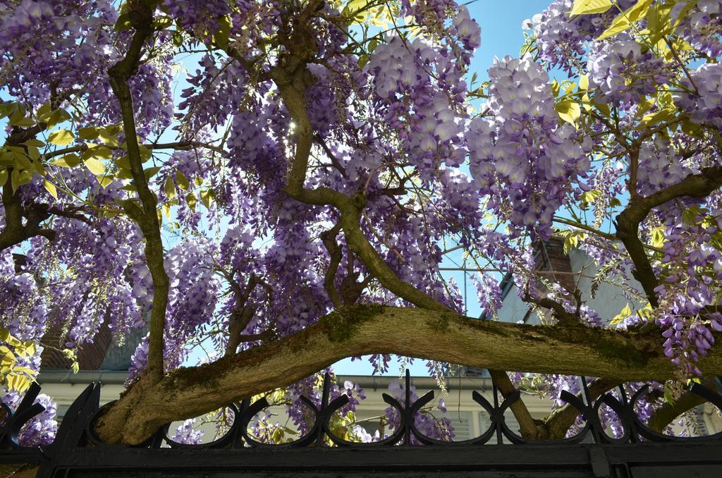 Wisteria Bed and Breakfast Fontainebleau Buitenkant foto